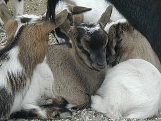 Cute kids sleeping togheter